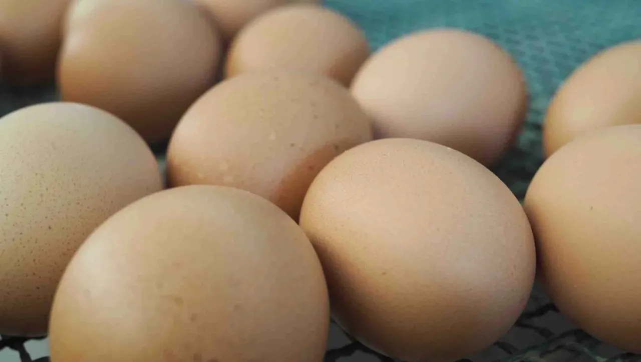 huevos rio grande3
