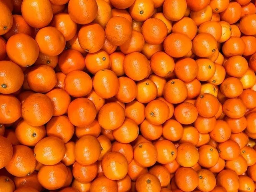 WhatsApp Image 2026-01-29 at 13.04.19