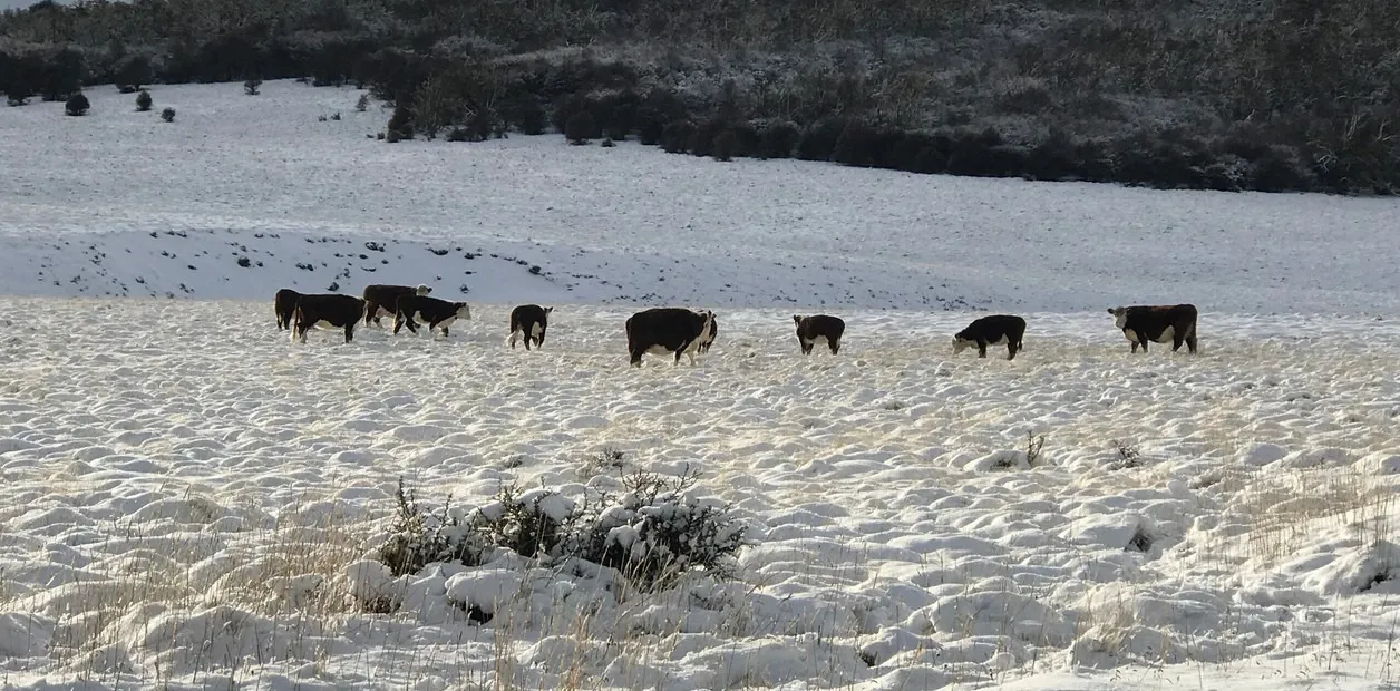 vacas nieve