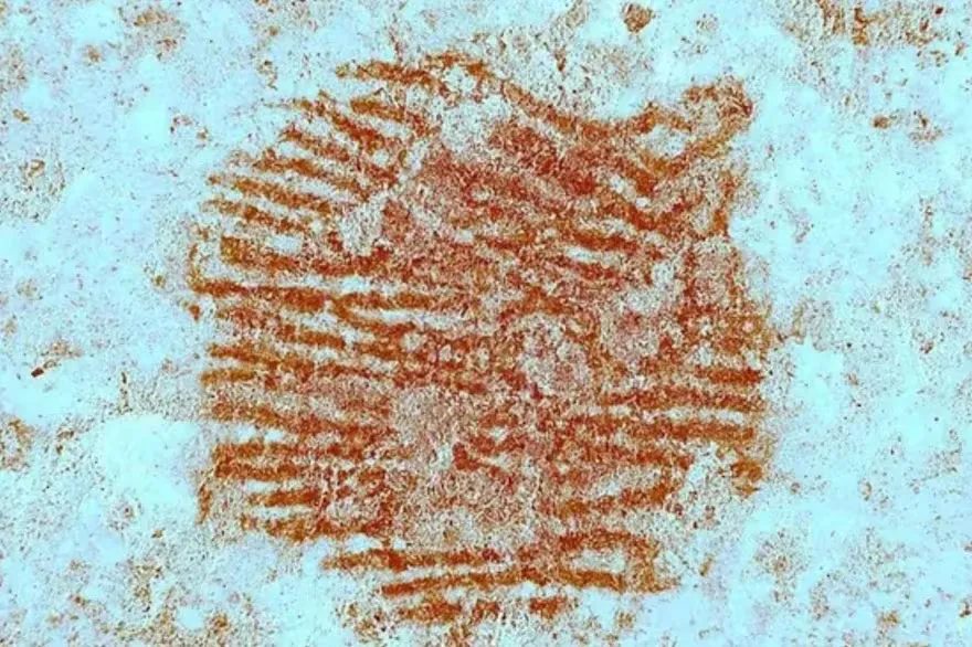 WhatsApp Image 2025-06-20 at 18.02.01