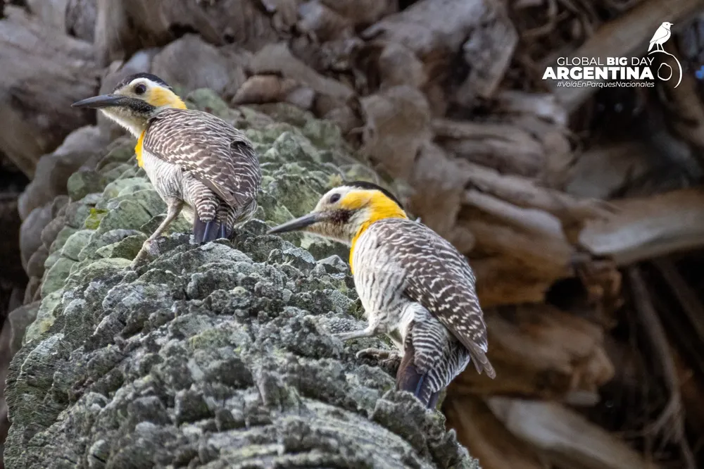 WhatsApp Image 2025-09-14 at 00.41.06