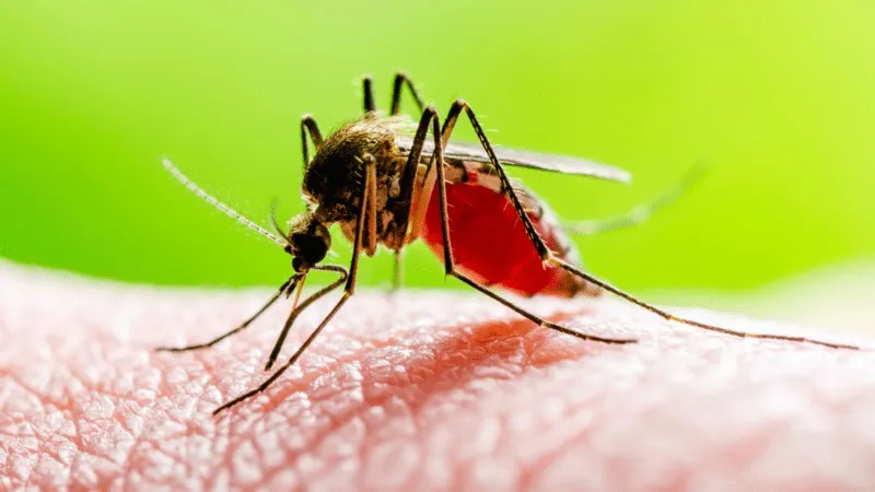 dengue2