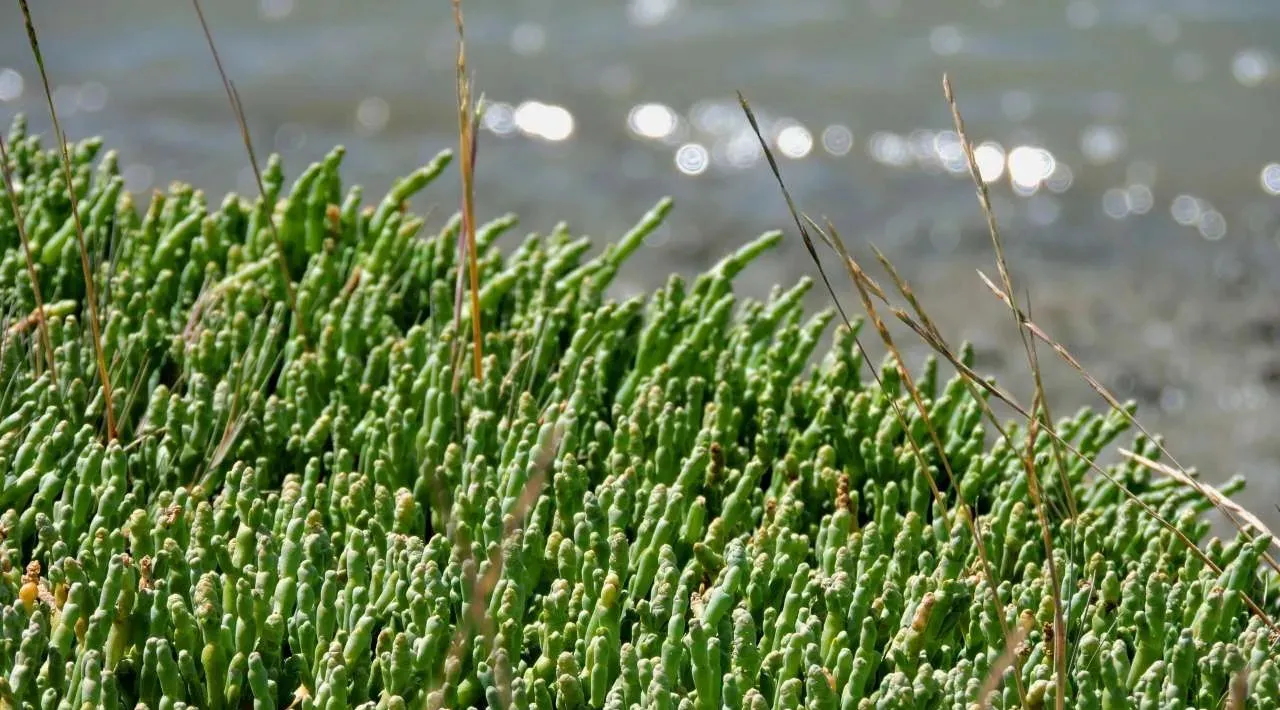 Imagen de WhatsApp 2025-04-30 a las 14.13.20_bae4e293